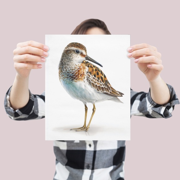 Watercolor Sandpiper Bird Portrait Wall Art Print, Unframed - Coastal Serenity - Picture 4 of 7
